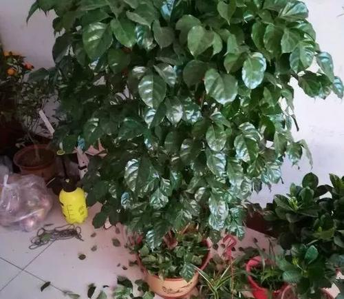 幸福树的花语是什么？如何养护幸福树以保持其健康生长？