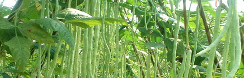 豆角最佳种植时间是什么时候？如何确保高产？
