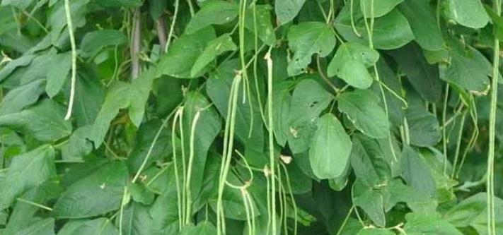 豆角最佳种植时间是什么时候？如何确保高产？