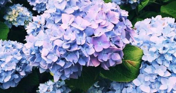 绣球花寓意和象征意义是什么？如何正确理解绣球花的含义？