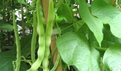 豆角怎么看熟没熟？如何判断豆角是否烹饪得当？