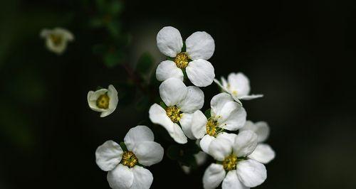雪柳的花语是什么？如何用雪柳表达情感？