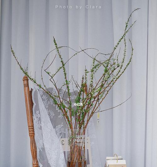 雪柳的花语是什么？如何用雪柳表达情感？