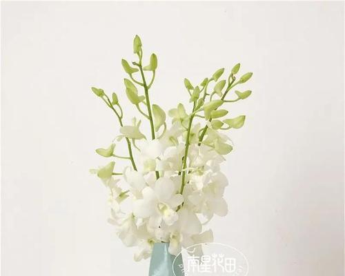 洋兰的花语是什么？了解洋兰的象征意义和文化背景？