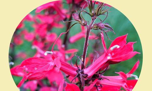一串红的花语是什么？一串红寓意有哪些常见问题？