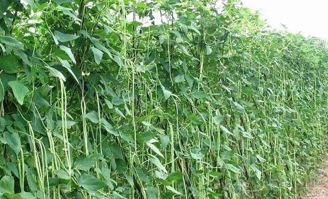 豆角种植方法步骤是什么？最佳种植时间和技巧有哪些？