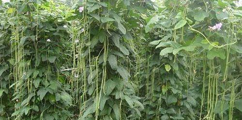 豆角种植的最佳时间和方法是什么？