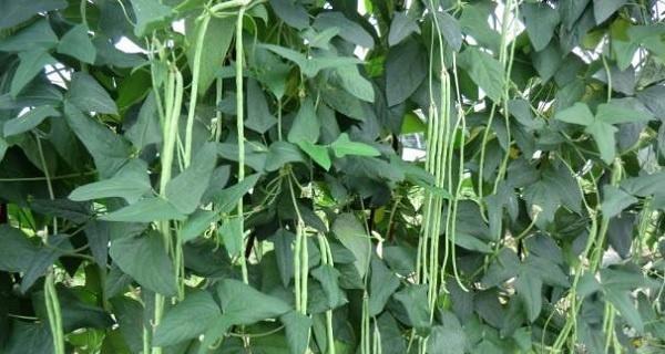 豆角种植的最佳时间是什么时候？收获时间又该如何掌握？