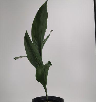 一叶兰的花语是什么？养护一叶兰有哪些注意事项？