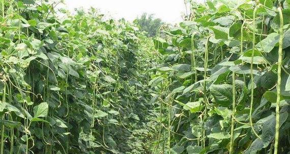 豆角种植的最佳时间是什么时候？整个生长周期需要多久？