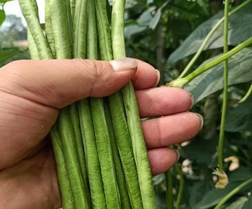 豆角种子能食用吗？食用豆角种子的正确方法是什么？