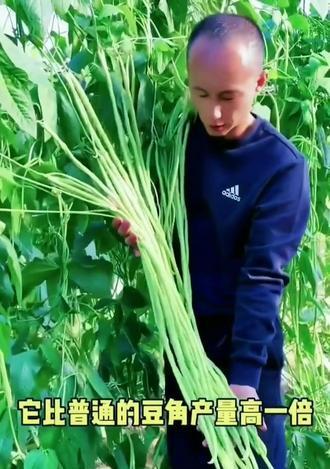 豆角种子能食用吗？食用豆角种子的正确方法是什么？