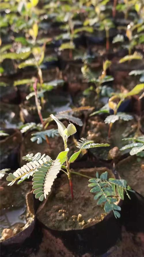 移植苗是什么意思？如何正确理解移植苗的概念？