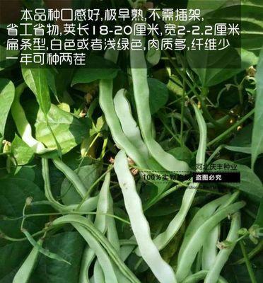 豆角种子有毒吗？食用前需注意哪些事项？