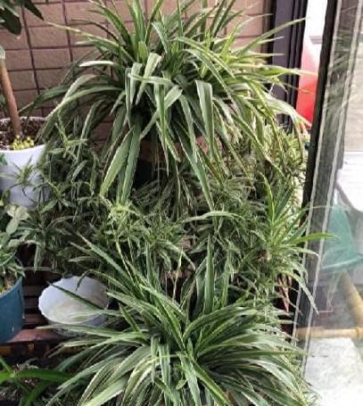 银边吊兰的花语是什么？养护和繁殖技巧有哪些？