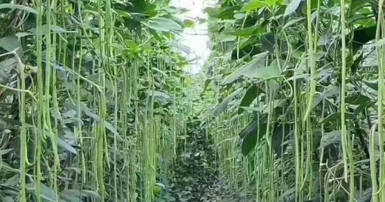 豆角追肥用什么肥料好？如何根据生长阶段选择肥料？