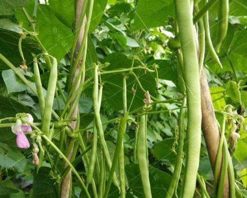 豆角追肥用什么肥料好？如何根据生长阶段选择肥料？