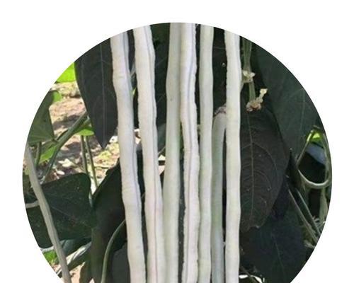 豆角子种子怎么种植？种植过程中的常见问题有哪些？