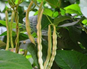 豆角子种子怎么种植？种植过程中的常见问题有哪些？