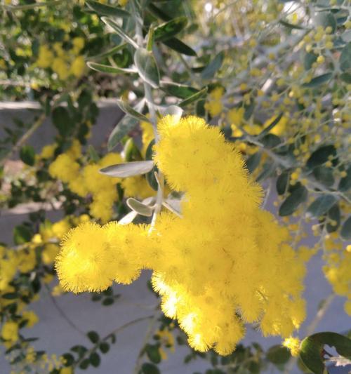 银叶金合欢树花语是什么？了解其象征意义和文化背景？