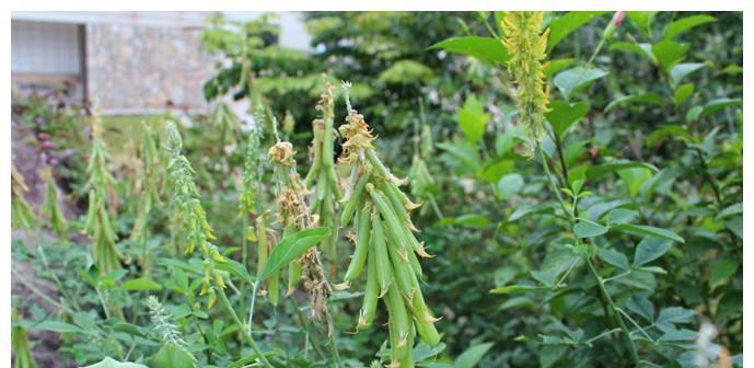 豆科植物有哪些种类？它们的特性是什么？
