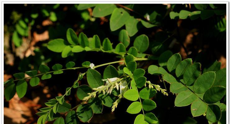 豆科植物有哪些种类？它们的特性是什么？
