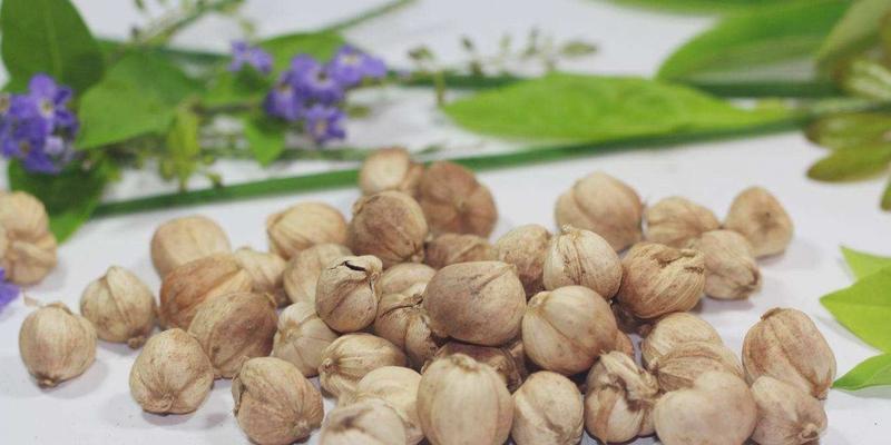 豆蔻和白豆蔻是否相同？它们的区别在哪里？