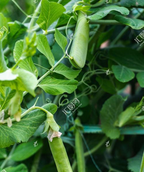 豆类植物有哪些种类？它们的营养价值是什么？