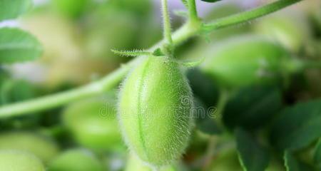 豆类植物有哪些种类？它们的营养价值是什么？