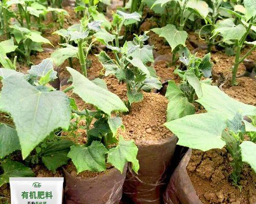 豆粕作为肥料使用的效果如何？使用方法是什么？