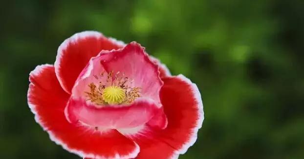 虞美人的花语是什么？如何解读虞美人的象征意义？