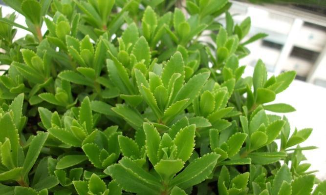豆青是什么植物？豆青植物的特点和用途是什么？