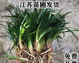 玉龙草的寓意是什么？了解其象征意义和文化背景？
