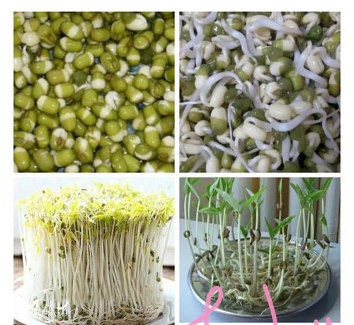 豆芽的生长环境是什么？在哪些地方条件最适合豆芽生长？
