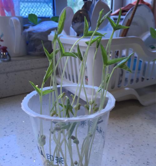 豆芽的生长环境是什么？在哪些地方条件最适合豆芽生长？