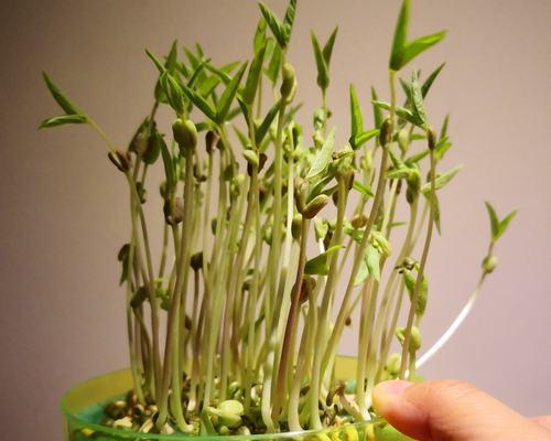 豆芽的生长环境是什么？在哪些地方条件最适合豆芽生长？