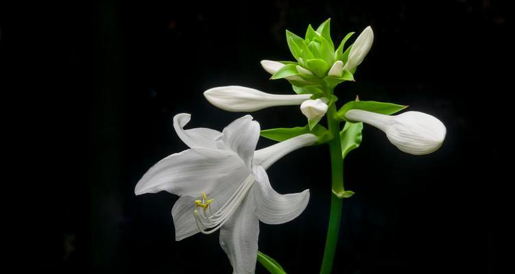 玉簪花的花语是什么？它背后有哪些美丽传说？