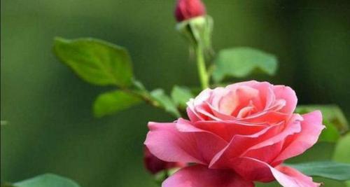 月季的花语是什么？如何用月季表达爱意？