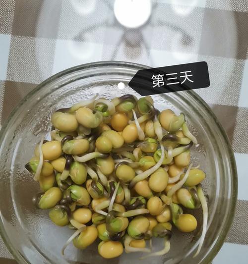 豆芽种植方法步骤图解？种豆芽的过程有哪些常见问题？