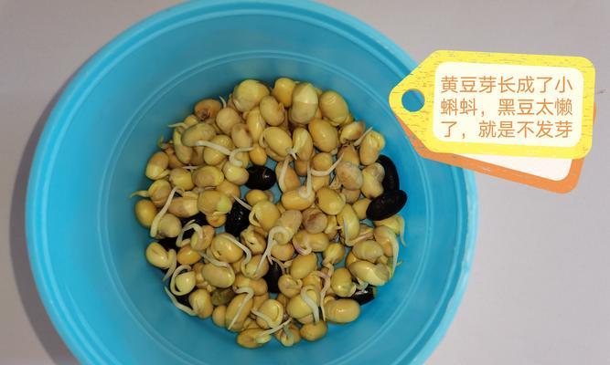 豆芽种植方法步骤图解？种豆芽的过程有哪些常见问题？