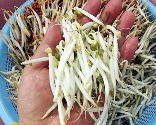 豆芽冷冻保存的正确方法是什么？冷冻后会影响口感吗？