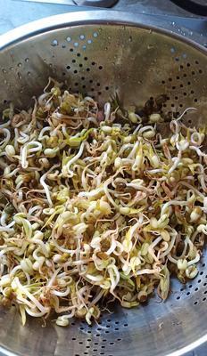 豆芽冷冻保存的正确方法是什么？冷冻后会影响口感吗？