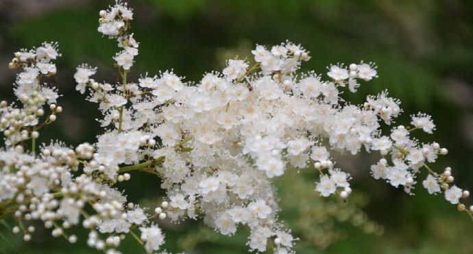 珍珠梅的花语是什么？珍珠梅寓意有哪些常见问题？