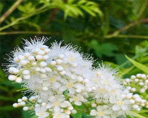 珍珠梅的花语是什么？珍珠梅寓意有哪些常见问题？