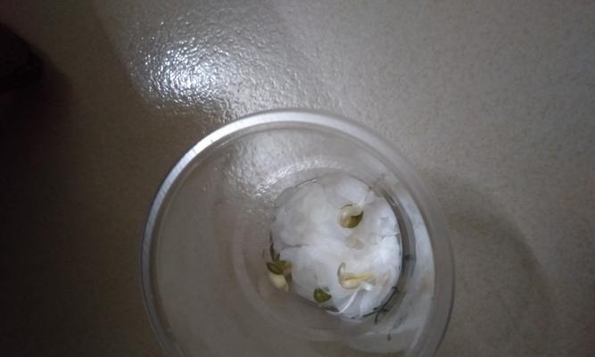 豆芽发芽慢怎么办？种子种植技巧有哪些？