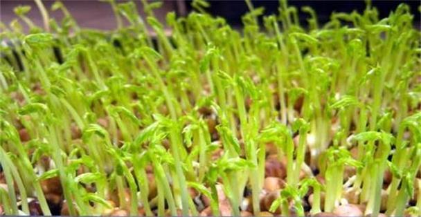 豆芽种植的最佳时间是什么时候？种植过程中需要注意哪些事项？