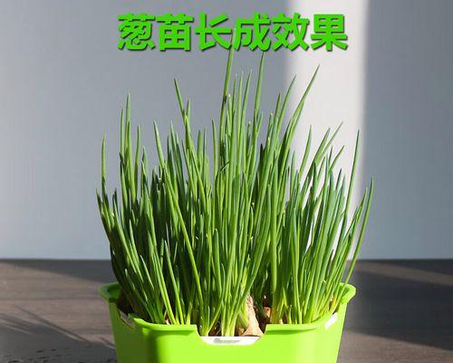豆芽种植的最佳时间是什么时候？种植过程中需要注意哪些事项？