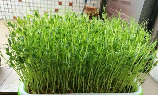 豆芽种植的最佳时间是什么时候？种植过程中需要注意哪些事项？