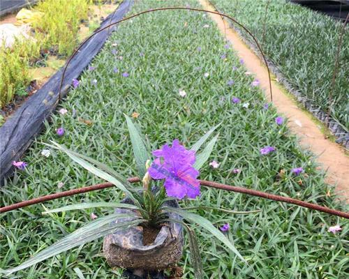 紫花翠芦莉花语是什么？如何表达爱意？