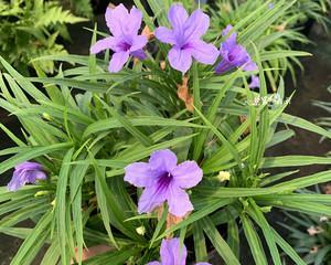 紫花翠芦莉花语是什么？如何表达爱意？